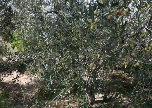 A vendre une ferme à Nabeul - Bien immobilier à {"id":16,"country_id":219,"name":"NABEUL","slug":"nabeul"} - Image 2 - Agence Immobilière New Way