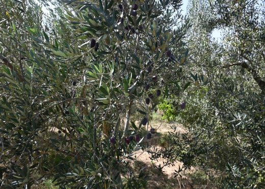 A vendre une ferme à Nabeul - Bien immobilier à {"id":16,"country_id":219,"name":"NABEUL","slug":"nabeul"} - Agence Immobilière Ayla Estate