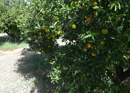 A vendre une ferme à Nabeul - Bien immobilier à {"id":16,"country_id":219,"name":"NABEUL","slug":"nabeul"} - Image 4 - Agence Immobilière New Way