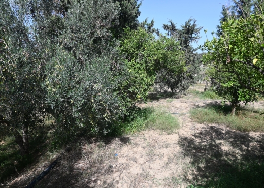 A vendre une ferme à Nabeul - Bien immobilier à {"id":16,"country_id":219,"name":"NABEUL","slug":"nabeul"} - Image 3 - Agence Immobilière New Way